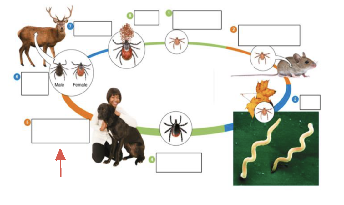 <p>tick vector stage?</p>