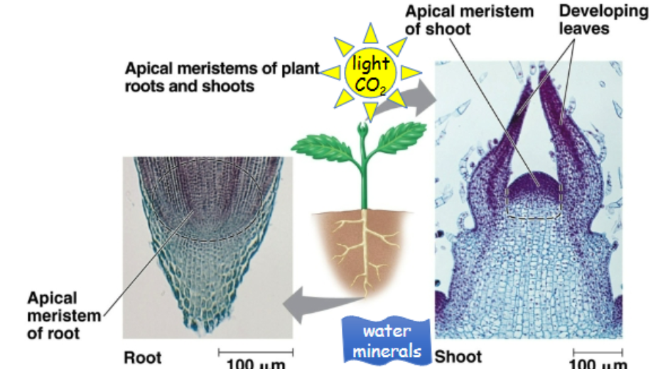 <p>-continuously dividing cells</p><p>-roots and shoots grow toward resources </p>