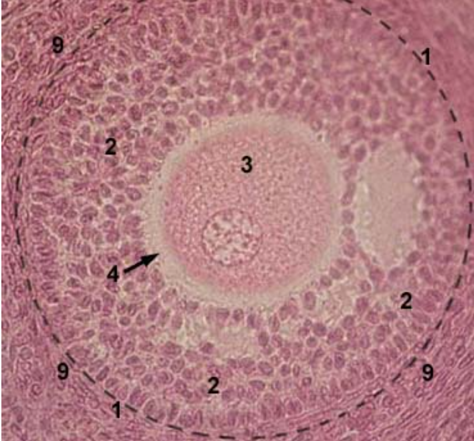 <p>what is 9?</p>