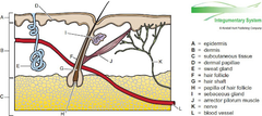 <p>*smooth muscles attached to the hair follicle and the epidermal-dermal junction*</p><p>-due to cold weather causes the hairs to stand erect and trap a layer of air within the hairs (which acts as an insulator to keep heat inside the body)</p>
