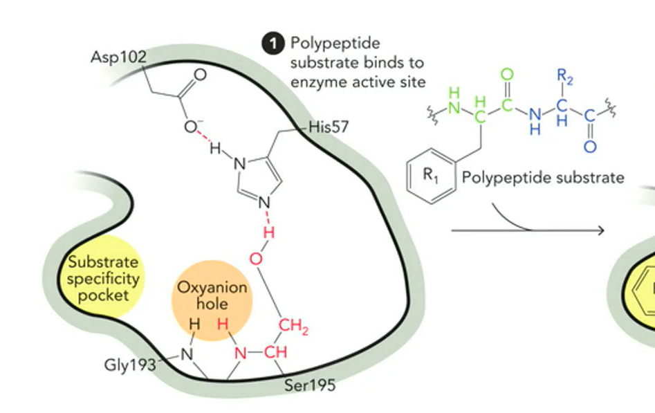 <p>the enzyme binding substrate (step 1) is based on aromatic side chain and specificity pocket alighning</p>