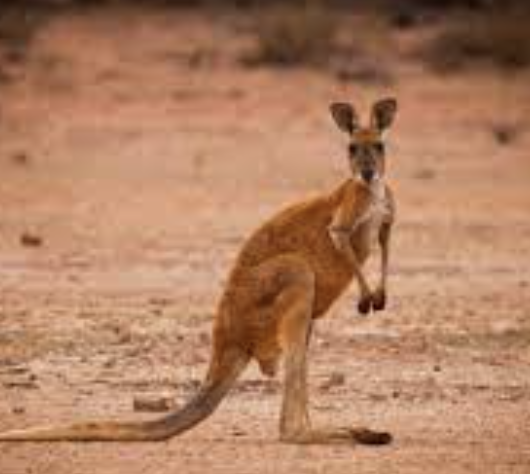 <ul><li><p><strong>G</strong>enus species </p><ul><li><p>e.g. Macropus rufus </p></li></ul></li><li><p>same genus = more closely related </p></li><li><p>same species = produce fertile offspring </p></li></ul><p></p>