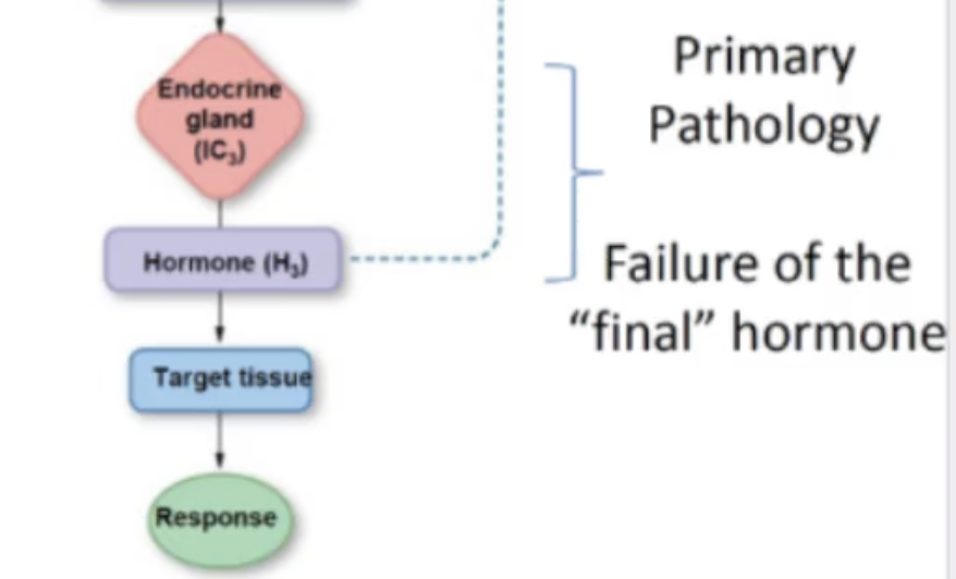 <p><strong><em><u>PRIMARY PATHOLOGY</u></em></strong></p><ul><li><p>affects the ___ gland or the ___ hormone (specifically ____ cortex)</p></li><li><p>affects ____ production</p></li><li><p>have a problem with the final hormone - can either have over or under production</p><ul><li><p>for OVER production:</p><ul><li><p>LOW ___ and ___ levels and HIGH ____ levels</p></li><li><p>this can feedback negatively onto the anterior pituitary and should decrease amounts of cortisol</p></li><li><p>solution is for surgery to remove tumor</p></li></ul></li><li><p>for ____ production:</p><ul><li><p>____ ACTH and CRH levels and ___ cortisol levels</p></li><li><p>____ feedback negatively if cortisol levels low</p></li></ul></li></ul></li></ul><p></p>