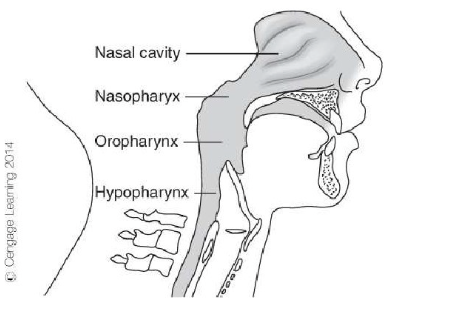 <p>nasopharynx: above velum</p><p>oropharynx: below velum</p><p>hypopharynx</p><p>posterior pharyngeal wall (adenoid tissue located behind velum)</p>