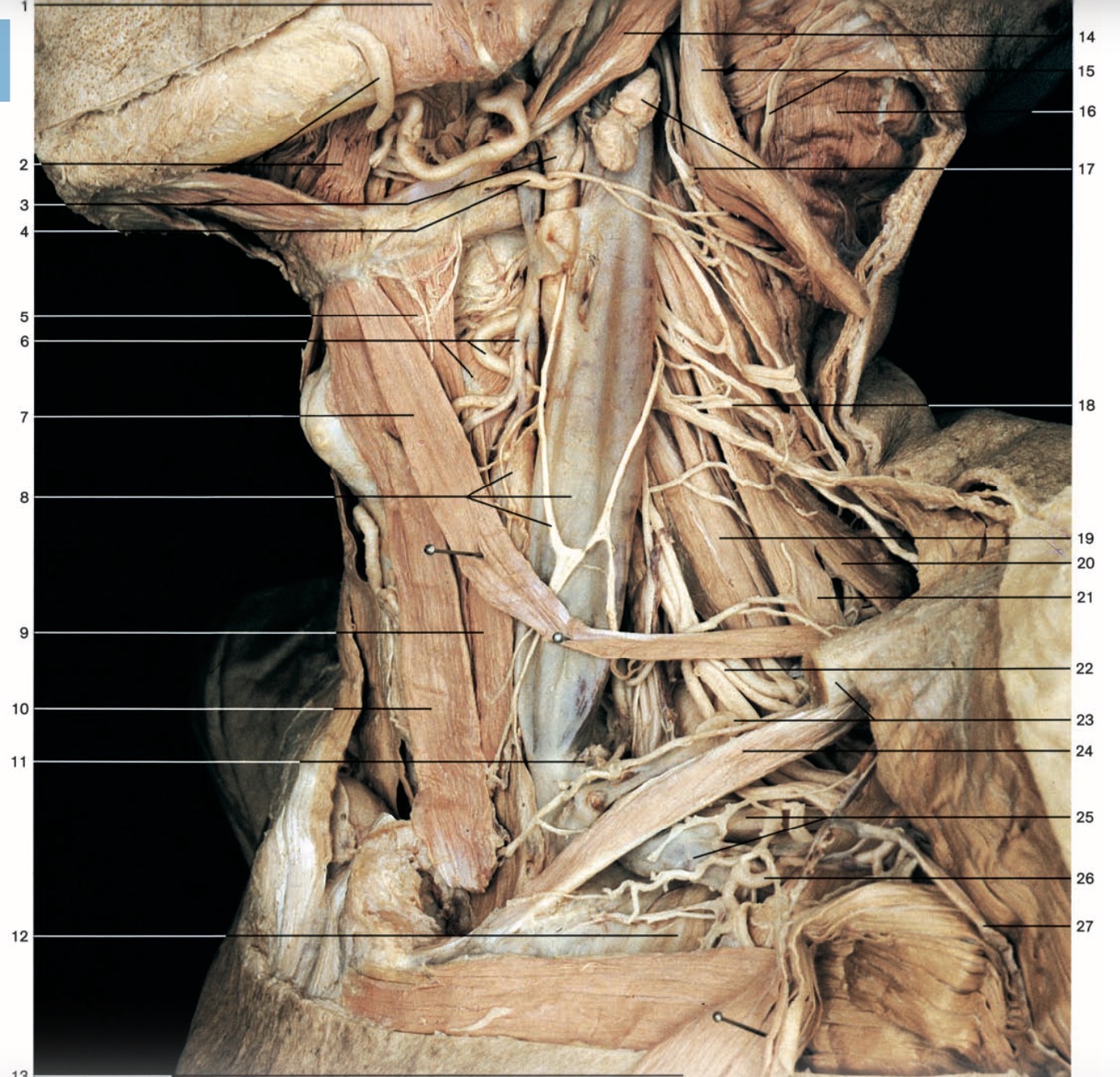 <p>19</p>
