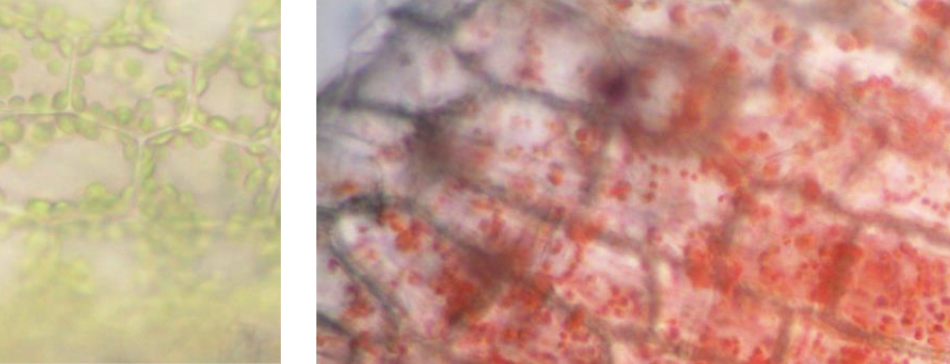 <p>these two plastids contain different elements: the one on the left contains _, and the one on the right contains _</p>