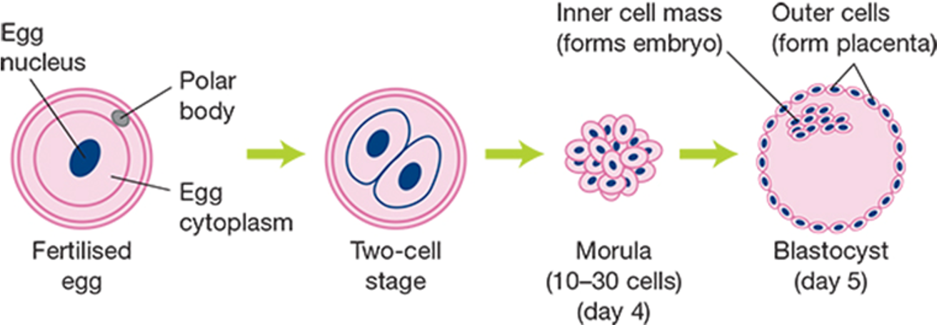 <ul><li><p>Embryonic stem cells are taken from the inner cell mass of a blastocyst</p></li><li><p>A single cell is isolated and grown in culture, dividing to form more stem cells</p></li><li><p>They are usually sourced from excess embryos created during IVF</p></li><li><p>Removing these cells destroys the embryo</p></li></ul><p></p>