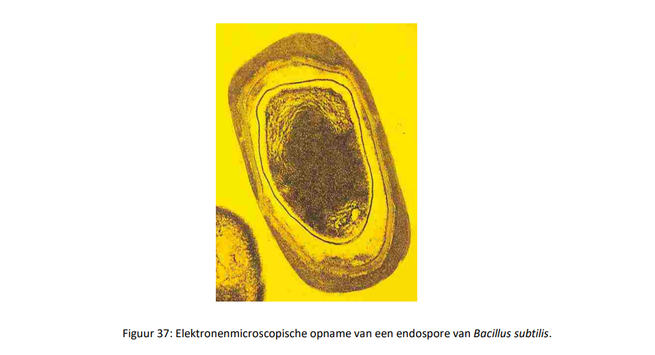 <ul><li><p>endosporen zijn opgebouwd uit meerdere lagen die een sporenkern omhullen</p></li><li><p>de sporenkern bestaat uit cytoplasma, DNA en eiwitten</p></li><li><p>tijdens het sporulatieproces wordt in eerste instantie het DNA van de bacterie verdubbeld aangezien de endospore DNA moet bezitten</p></li><li><p>de sporenkern is sterk gedehydrateerd, hierdoor zijn de enzymes inactief waardoor er geen metabolische activiteit is in de endosporen</p></li><li><p>door deze sterke dehydratatie is de endosporen resistent tegen extreme factoren</p></li></ul><p></p>