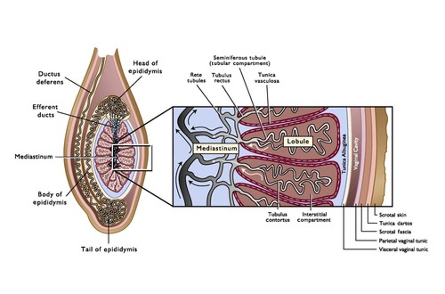 <p>Scrotal skin, tunica dartos, scrotal fascia, parietal vaginal tunic, and visceral vaginal tunic.</p>