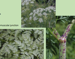 <p>What plant is this?</p>