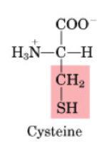 <p>•Non-essential</p><p>•Made from methionine</p><p>•“Spares” methionine when cysteine consumed in the diet</p><p>•Used to form disulfide bonds</p><p>•Used in glutathione synthesis (oxidant defence system)</p>