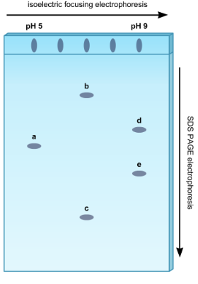 <p>highest pI value: farthest to right</p><p>highest molecular weight: highest up</p>