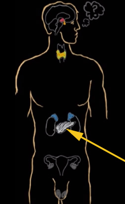 <p><br><span>Which gland is being indicated by the arrow?</span></p>