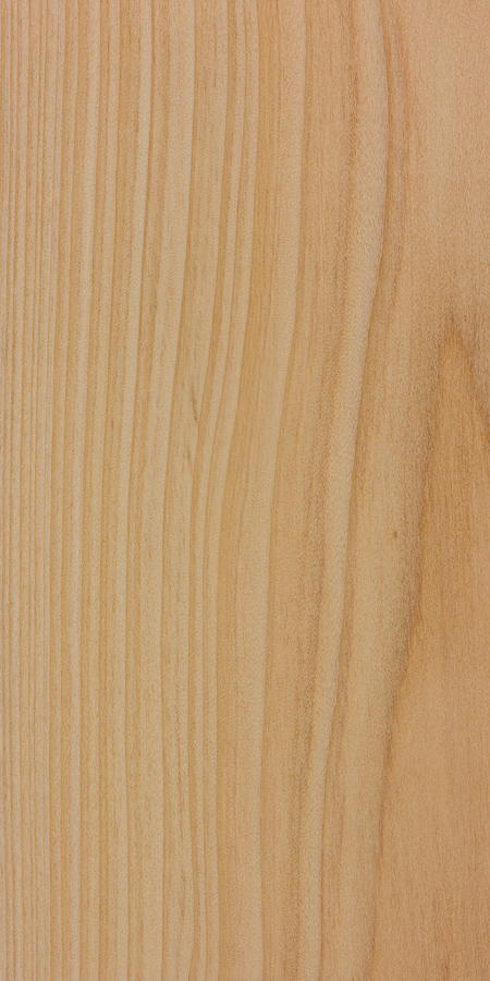 <p>fairly abrupt transition between springwood and summerwood </p><p>latewood thickness quite variable, false rings often numerous </p><p>no resin canal streaks on tangential surface </p><p>coarse textured, often tighter annual rings than pine </p><p>wood with somewhat oily or greasy appearance </p>