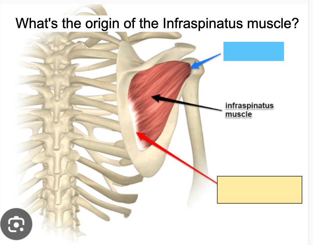 <p>What is the Infraspinatus <span style="color: blue;"><strong>insertion</strong></span>?</p>
