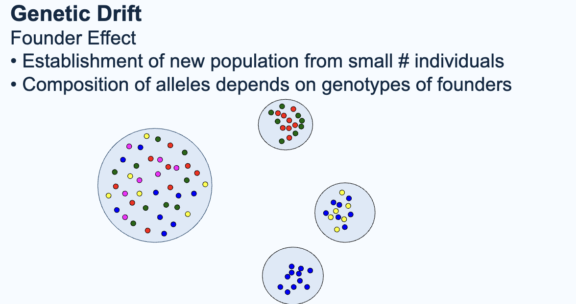 <p><strong><mark data-color="#NaNNaNNaN" style="color: inherit;">New population establishes from small # of individuals —> alleles of new pop completely dependent on genotypes of ind that migrated</mark></strong></p><p></p><p>“When a small group breaks off from a larger population and starts a new population, the new group has allele frequencies that are just a random sample of the original population.”</p>