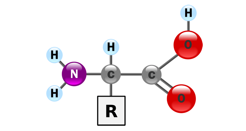 <p>The monomer from which proteins are made.</p>