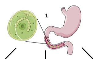 <p>(humans, for ex.)</p><p><strong>metacercaria</strong> → stage of infection that becomes encysted </p><p>(ends in gastrointestinal tract </p><p>liver and lung Digenea (especially) go through <strong>extensive migration </strong>to get to liver and lung)</p>