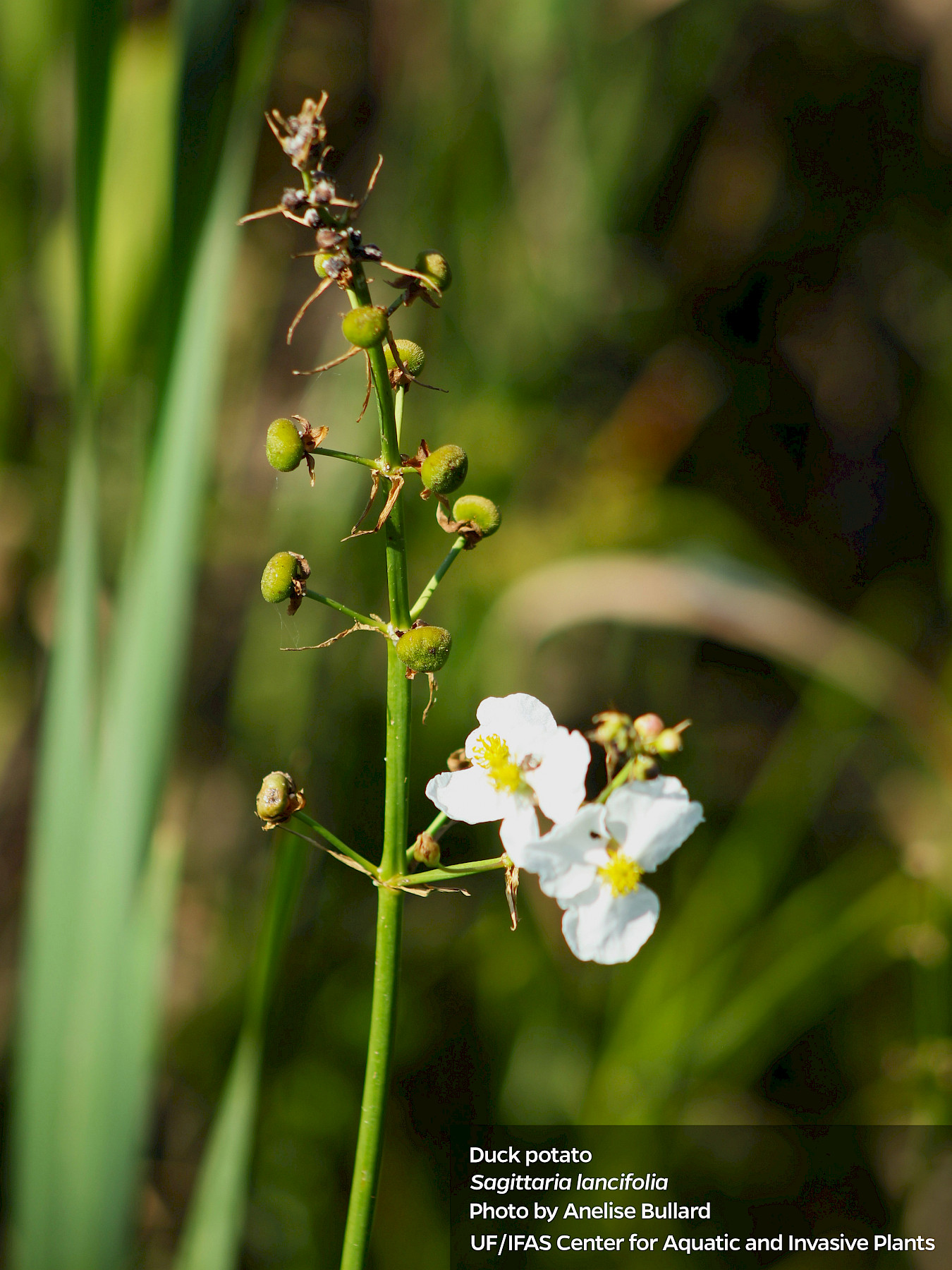 <p>Commonly known as arrowheads or duck potato. </p><p class="has-focus">An emergent aquatic plant. <br></p>