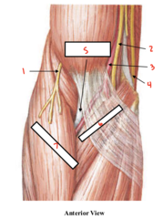 <p>What part of the cubital fossa is labeled 7?</p>