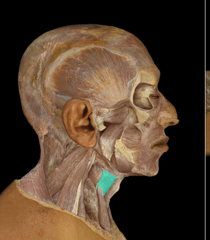 <p>Thyrohyoid m.</p>