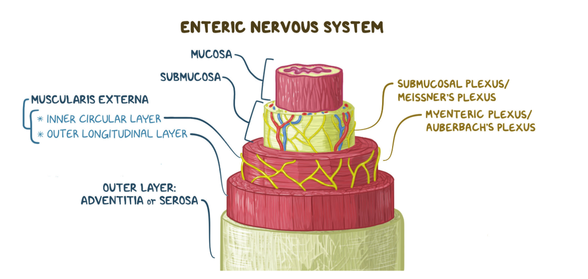 <p>Answer: The myenteric, or Auerbach's, plexus and the submucosal, or Meissner's, plexus.</p><p>Extra Information:</p><ul><li><p>They perform different major functions within the gastrointestinal wall.</p></li></ul><p><span data-name="brain" data-type="emoji">🧠</span> <strong>“Secretions Make Muscles Active”</strong></p><ul><li><p><strong>S</strong> = <strong>Submucosal</strong></p></li><li><p><strong>M</strong> = <strong>Meissner</strong></p></li><li><p><strong>M</strong> = <strong>Myenteric</strong></p></li><li><p><strong>A</strong> = <strong>Auerbach</strong></p></li></ul><p>Then pair them:</p><p><strong>Submucosal–Meissner</strong> <span data-name="droplet" data-type="emoji">💧</span> = secretion<br><strong>Myenteric–Auerbach</strong> <span data-name="muscle" data-type="emoji">💪</span> = motility</p>