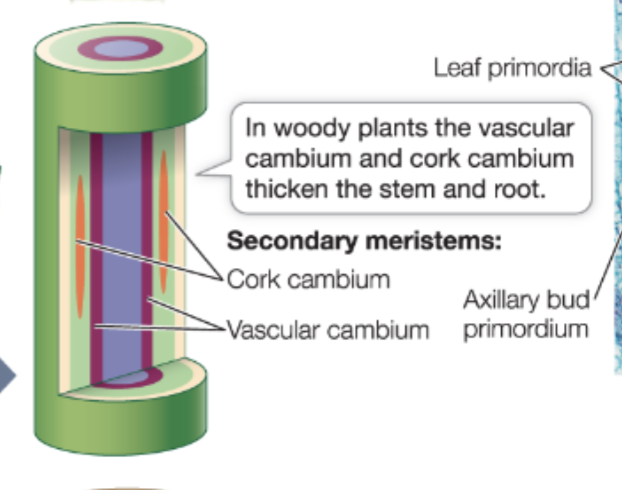 <ul><li><p>Cork Cambium</p></li><li><p>Vascular Cambium (xylem and phloem) </p></li></ul><p></p>