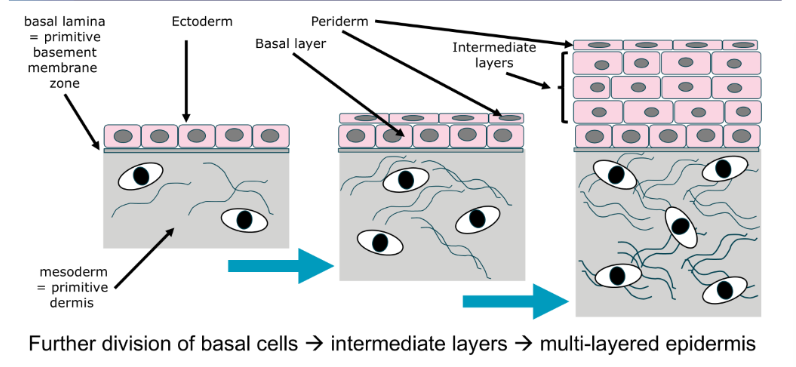 <p>What are these drawings showing the development of?</p>
