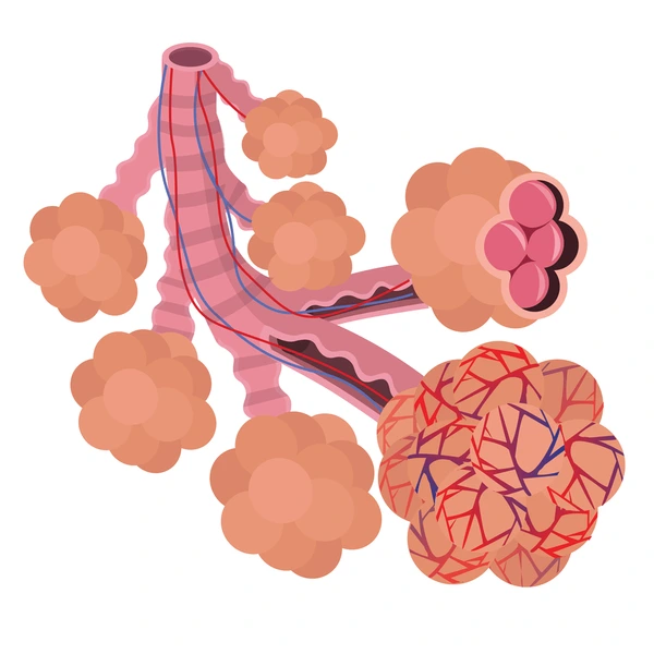 <ul><li><p>structure that leads into alveolar sacs </p></li></ul><p></p>