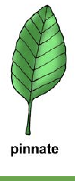 <p>Pin, w/ leaf veins</p>
