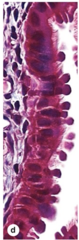 <p>What happens to ciliated cells during the luteal phase?</p>
