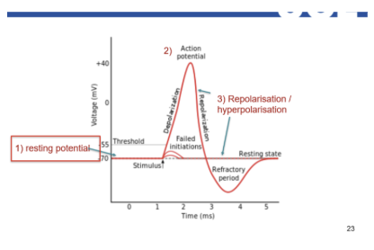 <ol><li><p><span><strong>Resting Potential</strong>: The neuron is "charged" and ready, but quiet (at <strong>-70mV</strong>).</span></p></li><li><p><span><strong>Depolarisation</strong>: The "fire" button is pressed. Sodium rushes <strong>in</strong>, and the charge spikes up to <strong>+40mV</strong>.</span></p></li><li><p><span><strong>Repolarisation</strong>: The reset begins. Potassium rushes <strong>out</strong>, and the charge drops back down.</span></p></li><li><p><span><strong>Hyperpolarisation</strong>: The reset "overshoots," making the neuron briefly <strong>more negative</strong> than usual so it can't fire again too quickly.</span></p></li><li><p><span><strong>Return to Rest</strong>: The cell uses its internal "pumps" to get back to the original <strong>-70mV</strong> level.</span></p></li></ol><p></p>