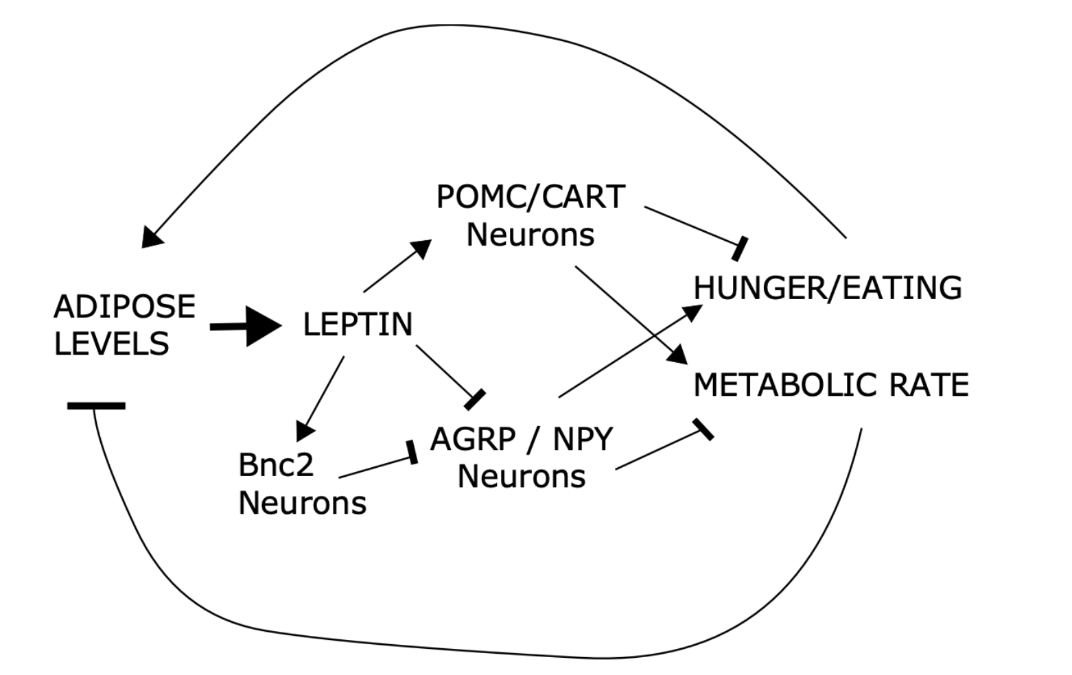 <p>A much more confusing leptin pathway provided by Mark…</p>