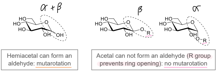 <p>free OH, glycosidic bond, OH </p><p></p>