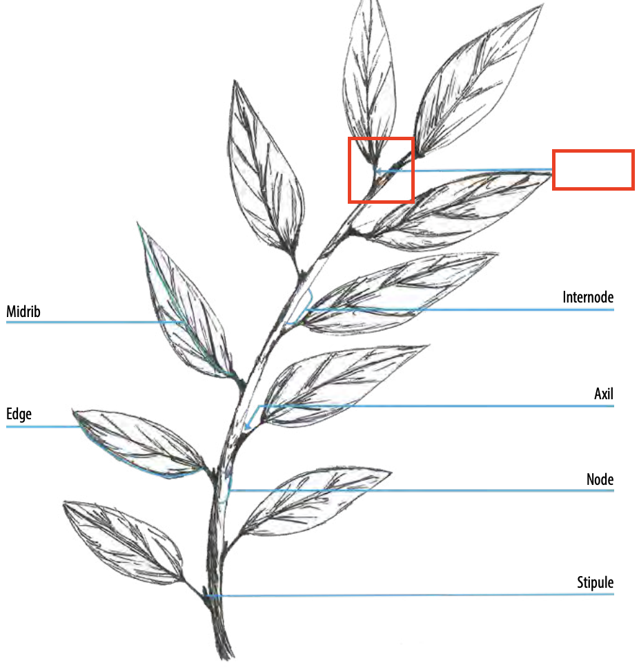 <ul><li><p>The stem of a leaf</p></li></ul><p></p>