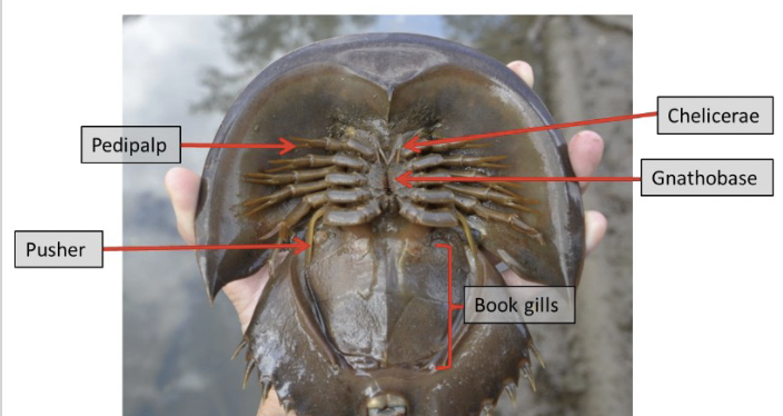 <p>mouth parts called chelicerae</p>