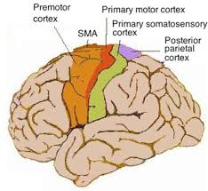 Primära motorcortex