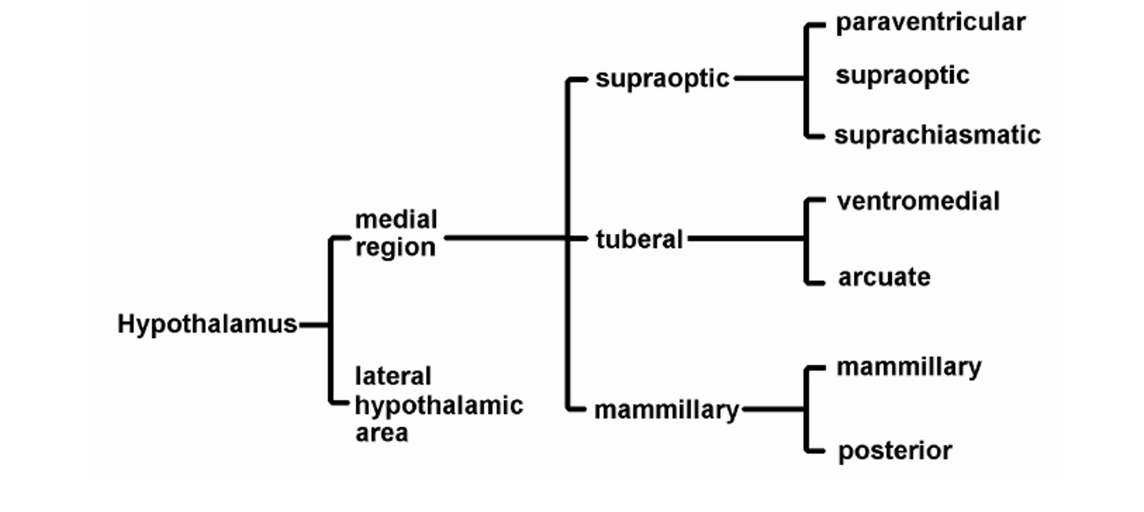 <ul><li><p>“Pharmacological Museum”</p></li><li><p>The list of putative (possible) neurotransmitters includes the “classical” transmitters ACh, GABA, glutamate, serotonin, and dopamine</p></li><li><p>And, dozens of peptides that have been identified in recent years</p></li></ul><p><em>**Memorize the chart</em></p>