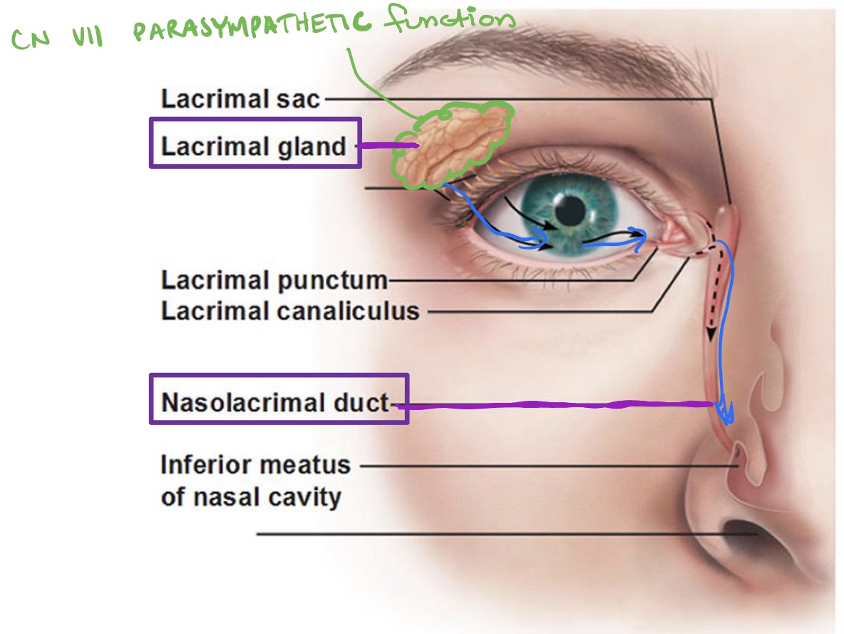 <ul><li><p><strong>Lacrimal gland</strong></p><ul><li><p>CN Vll - Parasympathetic function </p></li></ul></li><li><p><strong>Nasolacrimal duct</strong></p></li></ul><p></p>