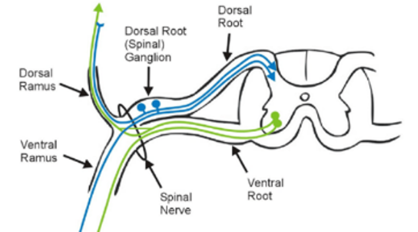 <p>what posterior branch of a spinal nerve splits into, innervating deep back muscles and skin.</p>