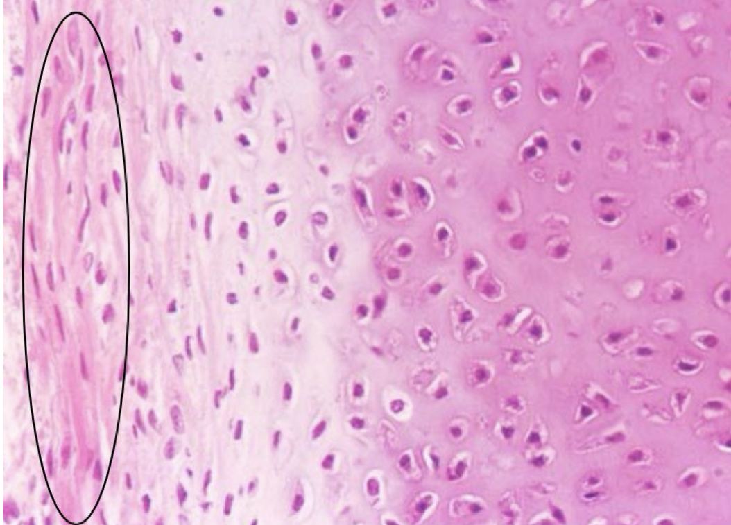 <p>What layer of cartilage is circled on the slide? (Monkey Trachea)</p>