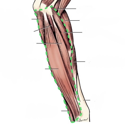 <p>pronator teres</p><p>flexor carpi radialis</p><p>superficial digital flexor</p><p>flexor carpi ulnaris</p><p>deep digital flexor</p>