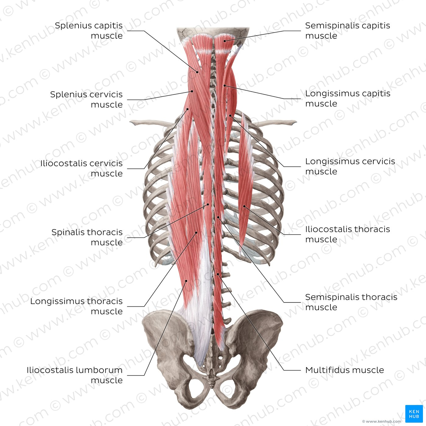 <p><strong>Extrinsic/Superficial Back Muscles </strong>(immigrant muscles of the upper limb that lie superficially in the back)</p><ul><li><p>superficial layer:</p><ul><li><p>trapezius</p></li><li><p>latissimus dorsi</p></li><li><p>levator scapulae</p></li><li><p>rhomboid major</p></li><li><p>rhomboid minor</p></li></ul></li></ul><p></p><ul><li><p>intermediate layer:</p><ul><li><p>serratus posterior superior</p></li><li><p>serratus posterior inferior</p></li></ul></li></ul><p></p><p><strong>Intrinsic/Deep Back Muscles </strong>(true muscles of the back that lie deep to the thoacolumbar fascia)</p><ul><li><p>superficial layer:</p><ul><li><p>splenius capitis</p></li><li><p>splenius cervicis</p></li><li><p>erector spinae muscles:</p><ul><li><p>iliocostalis</p></li><li><p>longissimus</p></li><li><p>spinalis</p></li></ul></li></ul></li></ul><p></p><ul><li><p>deep layer:</p><ul><li><p>transversospinals:</p><ul><li><p>semispinalis</p></li><li><p>multifidus</p></li><li><p>rotatores</p></li></ul></li></ul></li></ul><p></p><ul><li><p>deepest layer:</p><ul><li><p>interspinales</p></li><li><p>intertransversarii</p></li></ul></li></ul><p></p>