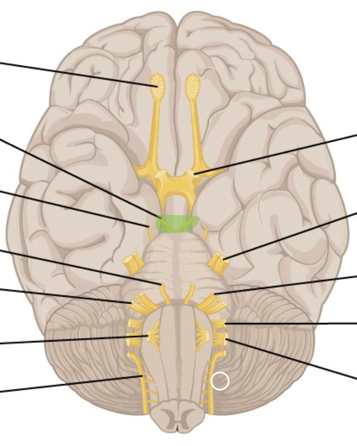 <p>CN 3</p><p>inferior to CN 2, pokes out</p>