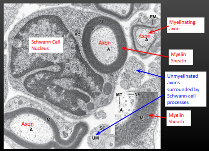 <p>similar to oligocytes, surrounds the axon.</p><ul><li><p>mylinating: produces myelin sheath. only 1 axon at a time</p></li><li><p>non-myelinating. simply encases the axon, can wrap around many axons this way</p></li></ul><p></p>