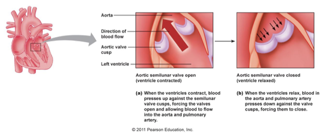 <p>when pressure is higher in the ventricle than it is in the aorta; ventricles are contracting</p>