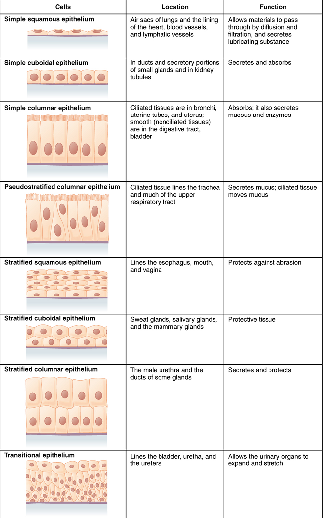 <p>Sweat glands, salivary glands, and mammary glands</p>