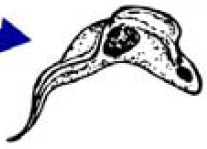 <p>American trypanosomes - Trypanosoma cruzi: life cycle. </p>