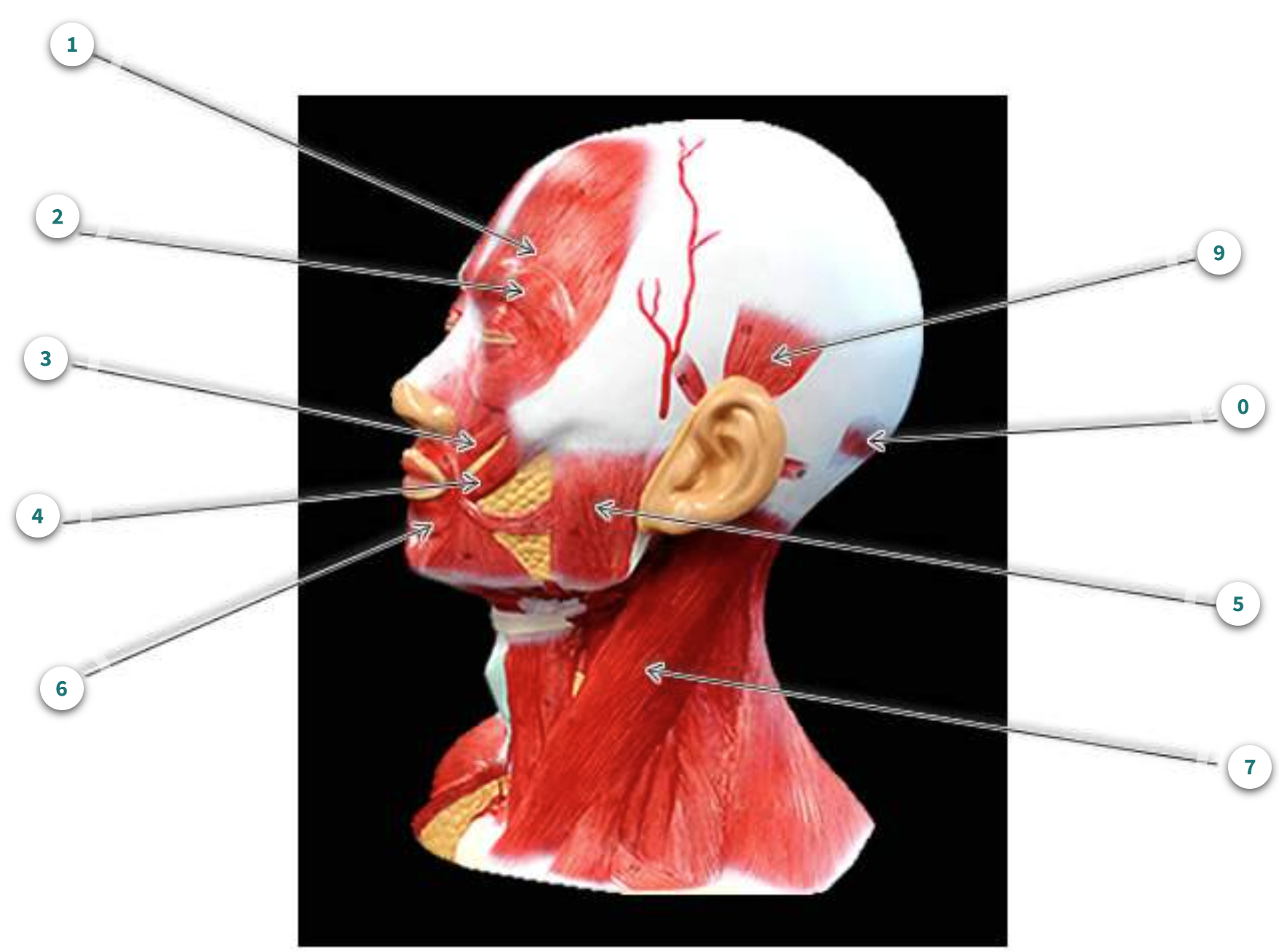 <p>What is muscle number 7?</p>