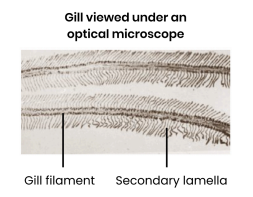 <p><strong>Explain how the gills of fish are adapted for gas exchange, focusing on their structure.</strong></p>